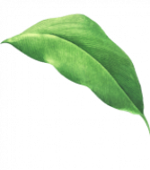 Leaf-5-1-1